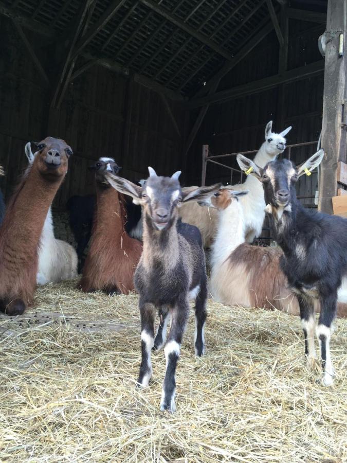 The Llama Farm France Saint-Cyr-Les-Champagnes Exterior foto
